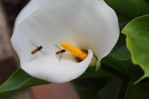 Bee on flower Stock Photos