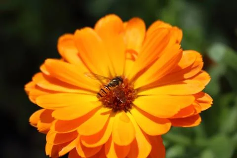 Bee on flower Stock Photos