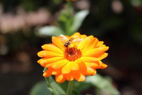 Bee on flower Foto stock