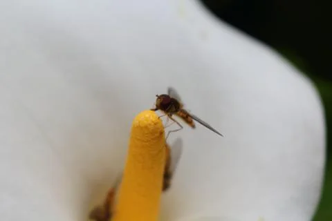 Bee on flower Stock Photos