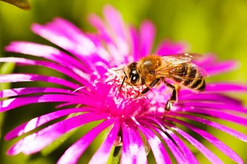 Bee on a flower Stock Photos