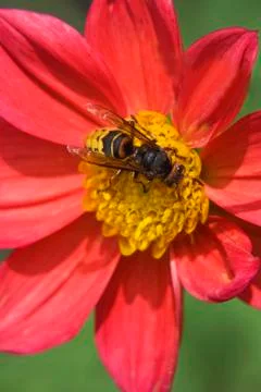 Bee on the flower Stock Photos
