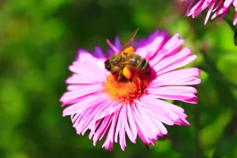 Bee on the flower Stock Photos