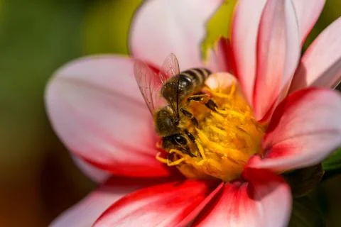 Bee on the flower Stock Photos