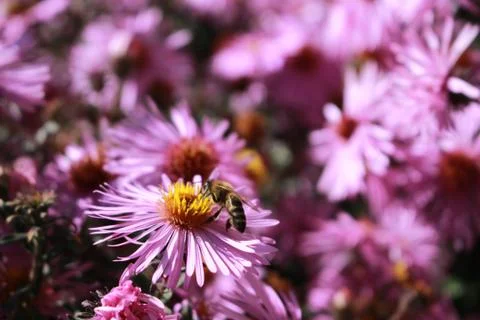 Bee on flower Stock-Fotos