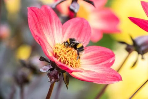Bee on a flower Stock Photos