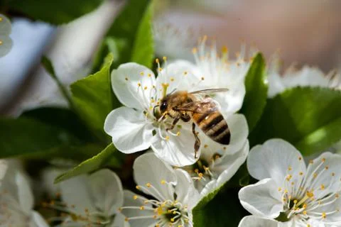Bee on a flower Stock Photos