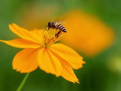 Bee on flower Stock Photos