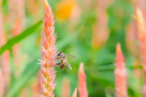 Bee with flower Stock Photos