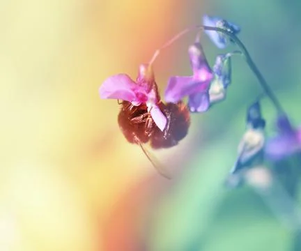 Bee on flower Stock Photos