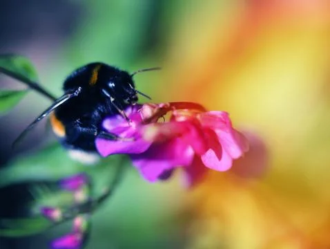 Bee on flower Stock Photos