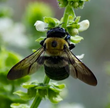 Bee on Flower Stock Photos
