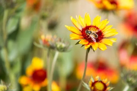 Bee on a flower Stock Photos