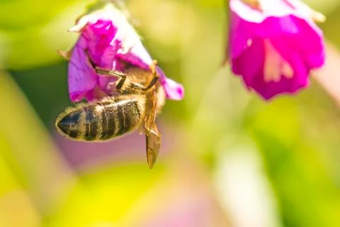 Bee on flower Stock Photos