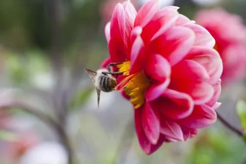 Bee on a flower Foto stock