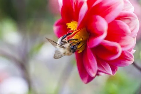Bee on a flower Stock Photos