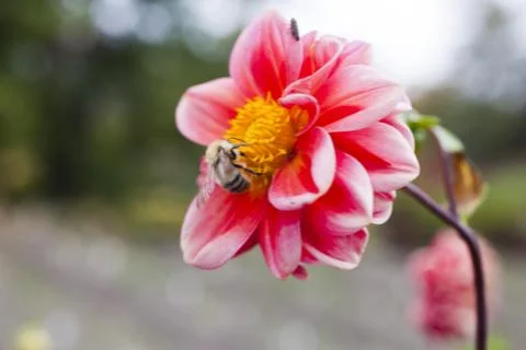 Bee on a flower Stock Photos