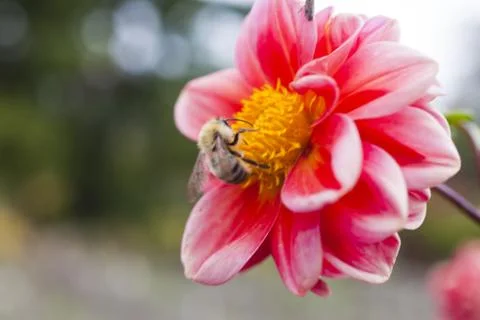 Bee on a flower Stock Photos