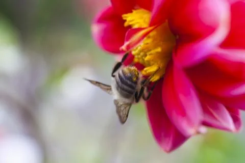 Bee on a flower Stock Photos