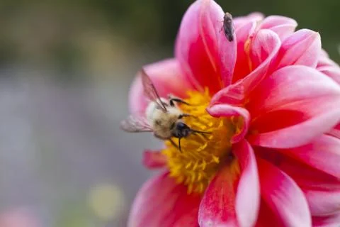 Bee on a flower Stock Photos