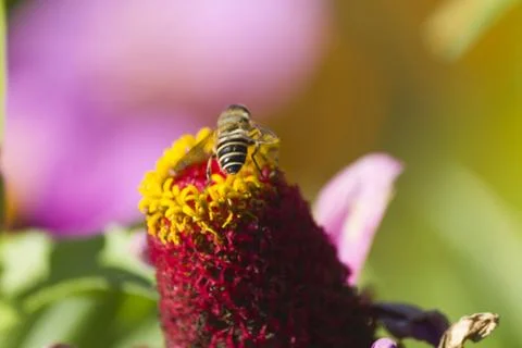 Bee on flower Stock Photos