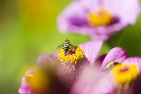 Bee on flower Stock Photos