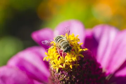 Bee on flower Stock Photos
