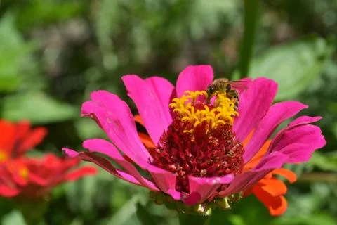 Bee on flower Stock Photos