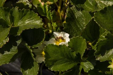 Bee on a Flower Foto stock
