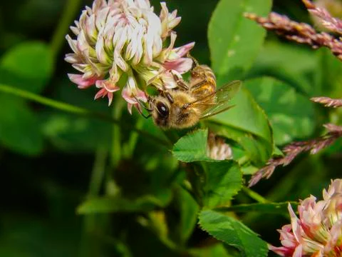 Bee on a flower. Stock Photos