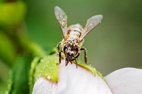 Bee on a flower Gratis Stockfotos