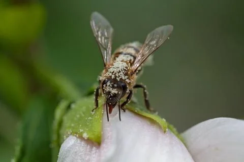 Bee on a flower Foto stock gratuite