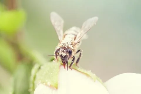 Bee on a flower Free Stock Photos