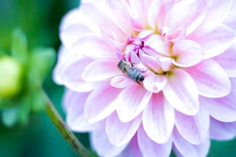 Bee on a flower 스톡 사진