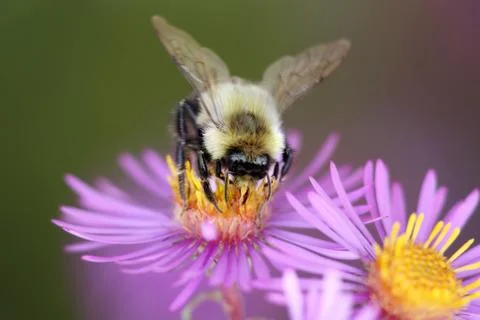 Bee on the Flower Stock Photos