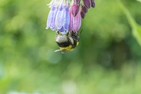 Bee on flower Stock Photos