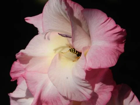 Bee in a flower Stock Photos