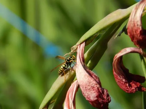 Bee on a flower Stock Photos