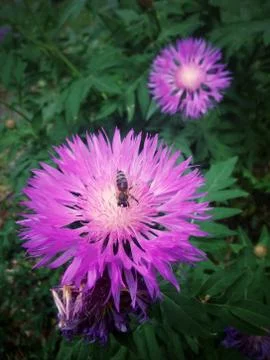 A bee on a flower Stock Photos
