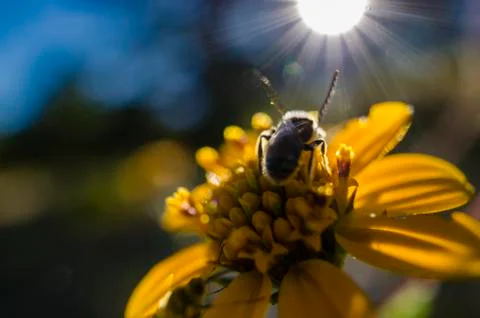 Bee on flower Stock Photos