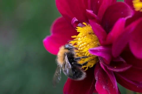 Bee on a flower Stock Photos