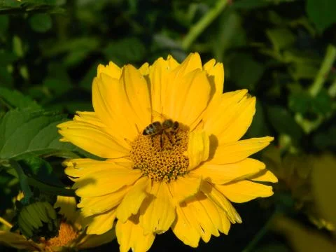 Bee on a flower 写真素材