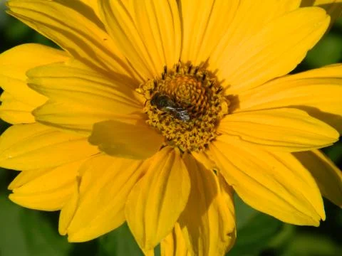 Bee on a flower Stock Photos