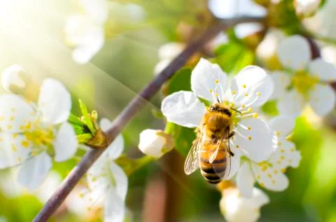 Bee on flower Stock-Fotos