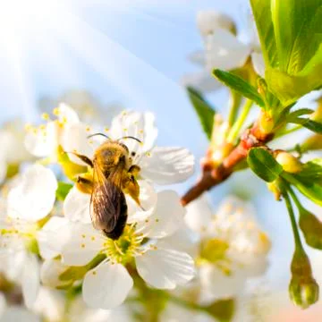 Bee on flower Stock Photos