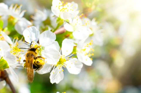 Bee on flower Stock Photos