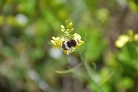 Bee on a flower Stockfoto's