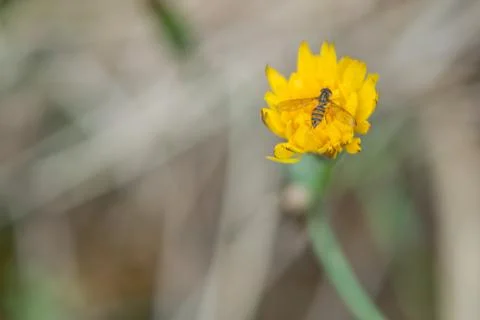 Bee on Flower Stock Photos