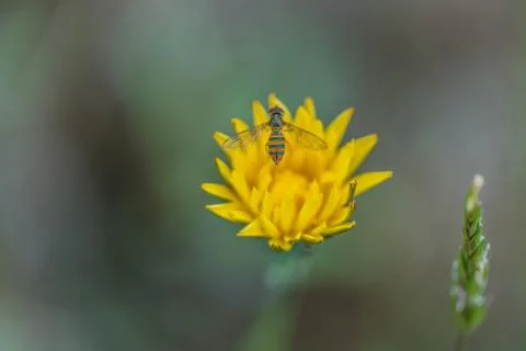 Bee on Flower Stock Photos