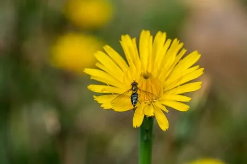 Bee on Flower Stock Photos